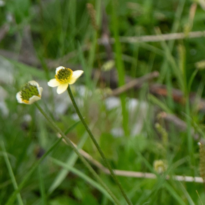 Anemonastrum geum