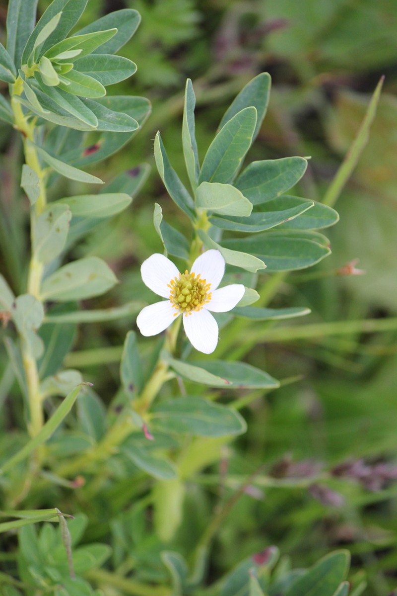 Anemonastrum geum photo 2