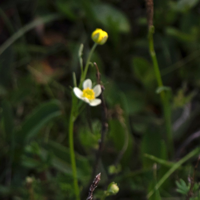 Anemonastrum geum photo 3
