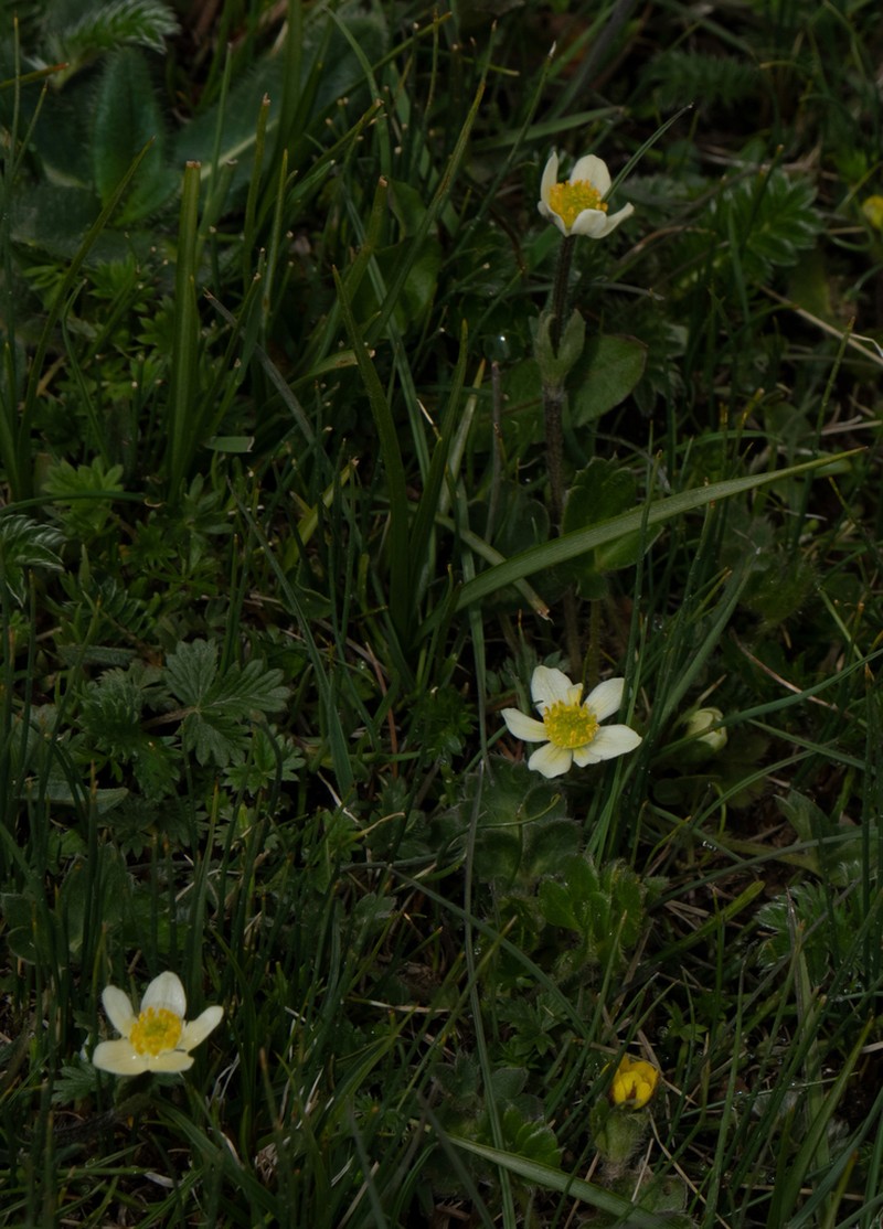 Anemonastrum geum photo 4