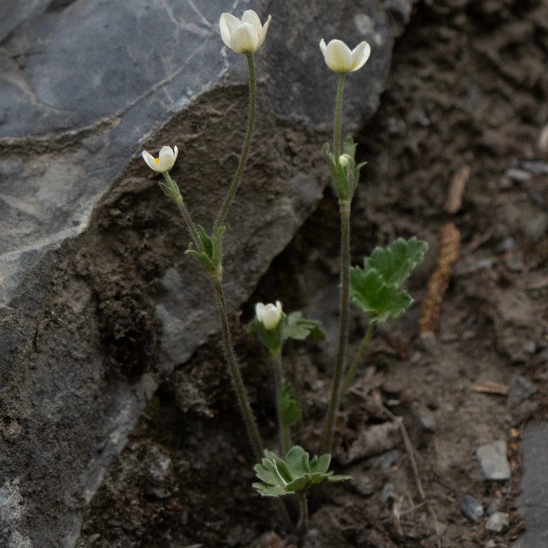 Anemonastrum geum photo 5
