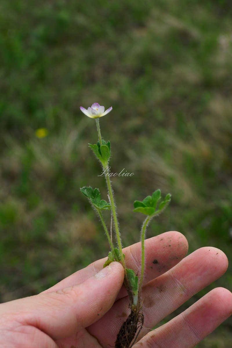 Anemonastrum geum photo 6