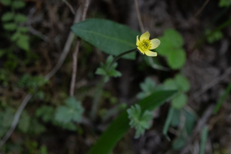 Anemonastrum geum photo 7