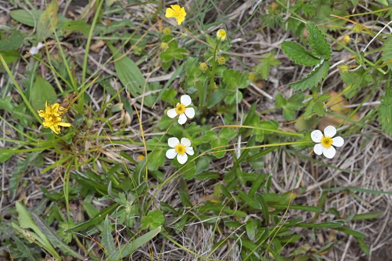 Anemonastrum geum photo 8