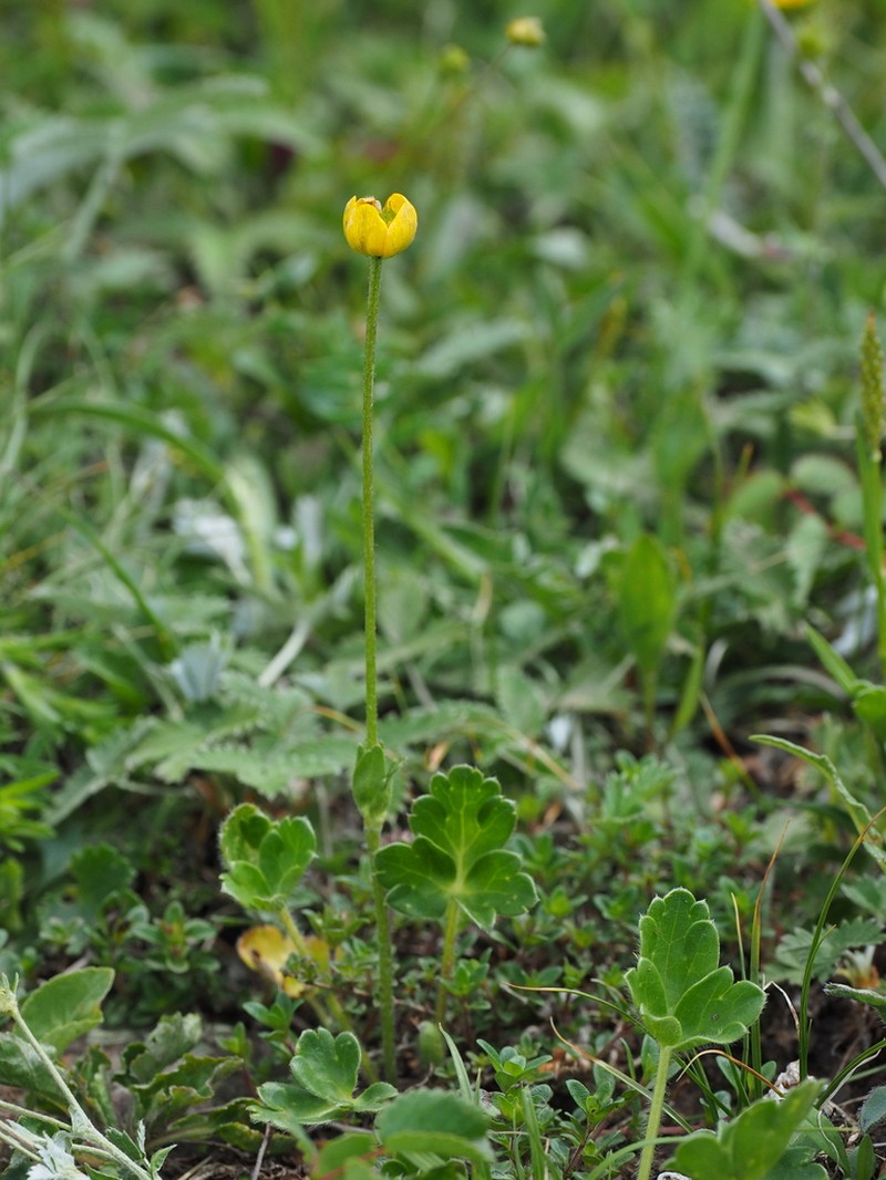 Anemonastrum geum