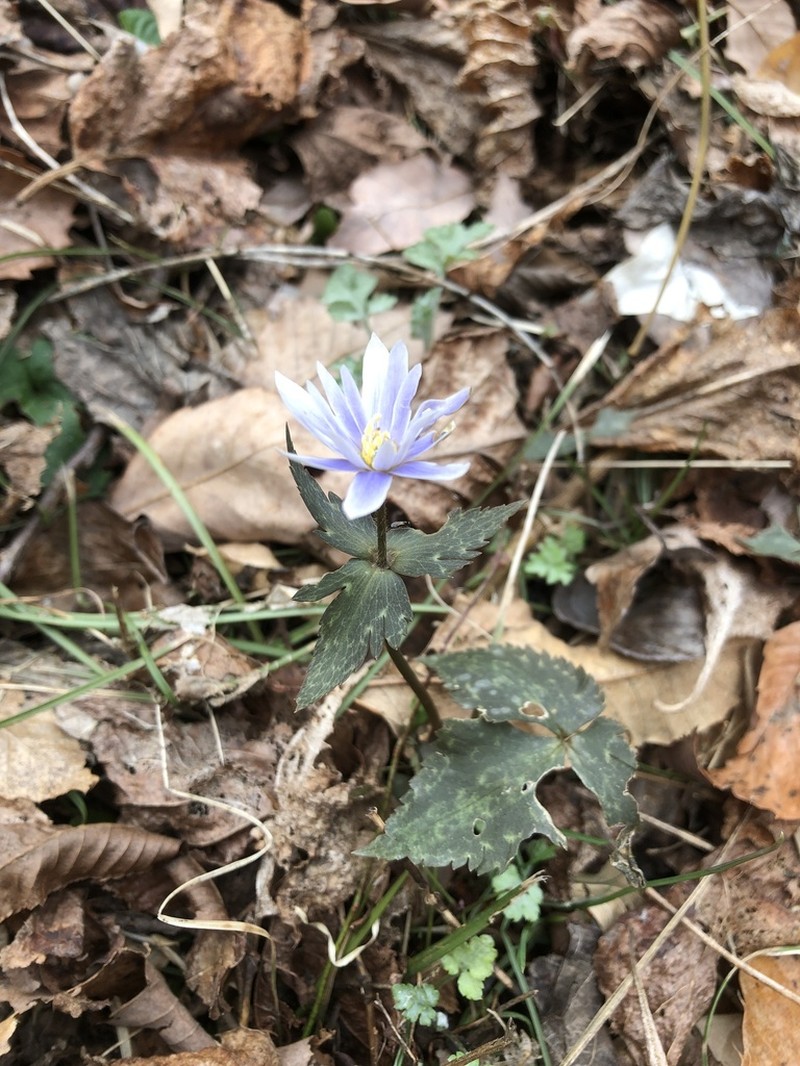 Anemonastrum keiskeanum photo 2