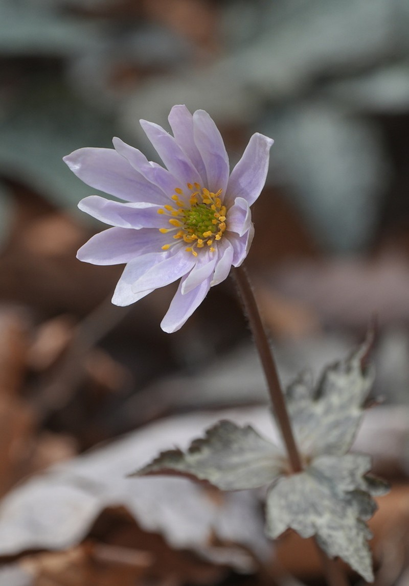 Anemonastrum keiskeanum photo 3