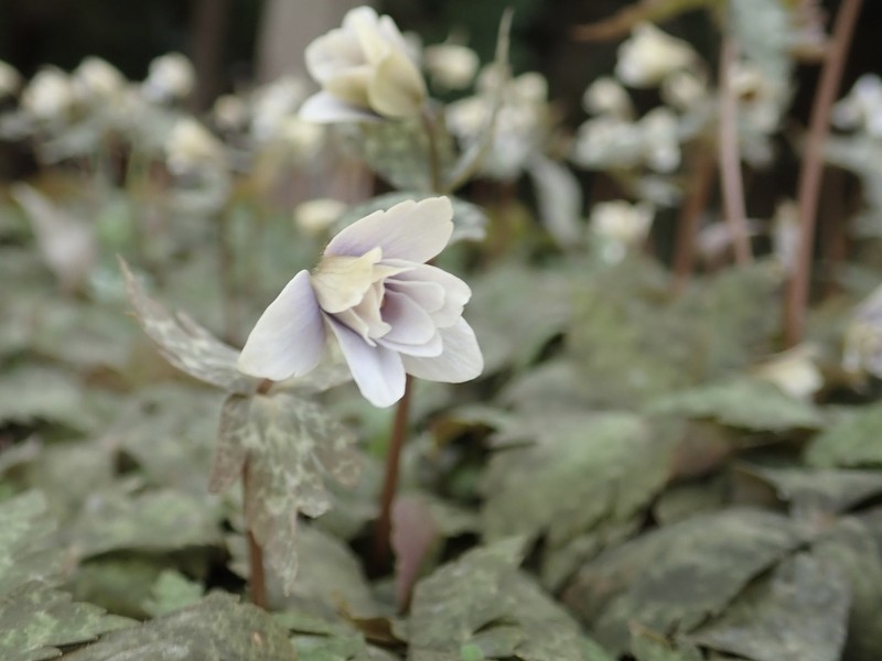 Anemonastrum keiskeanum photo 4