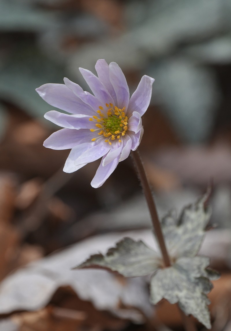 Anemonastrum keiskeanum photo 6