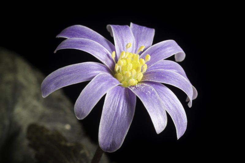 Anemonastrum keiskeanum
