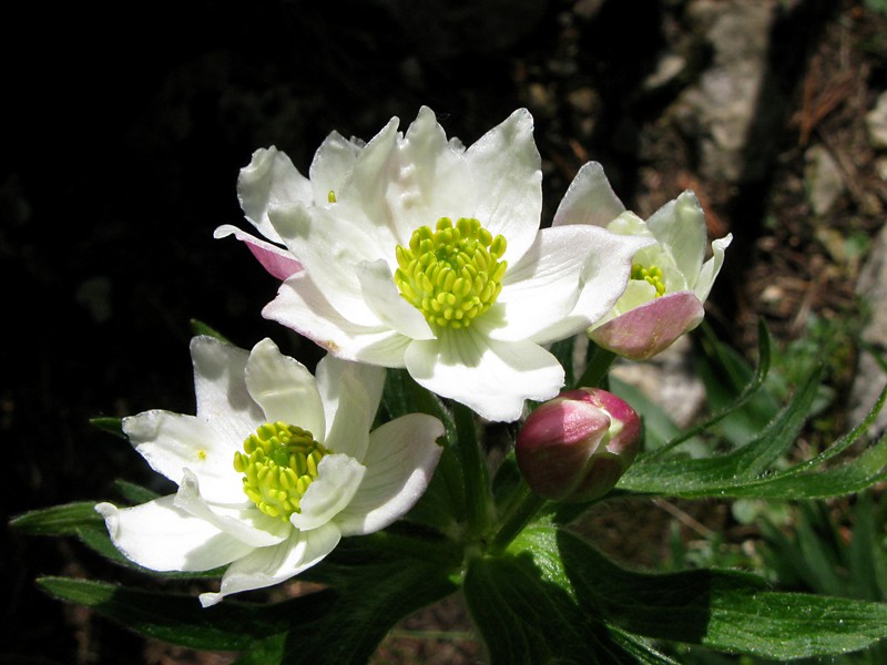 Narcissus Anemone