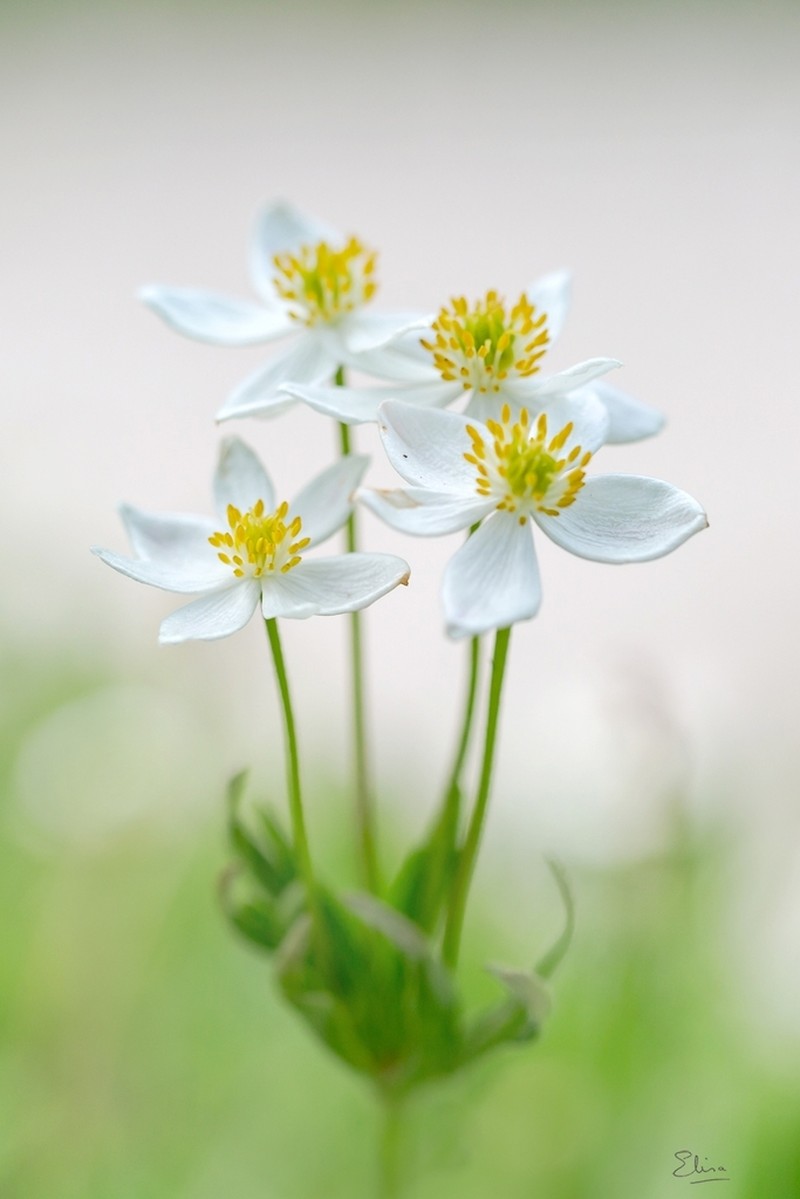 Narcissus Anemone