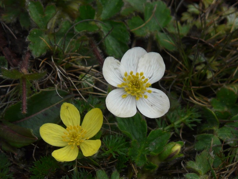 Anemonastrum obtusilobum