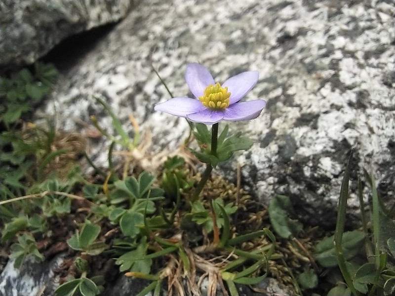 Anemonastrum obtusilobum photo 2