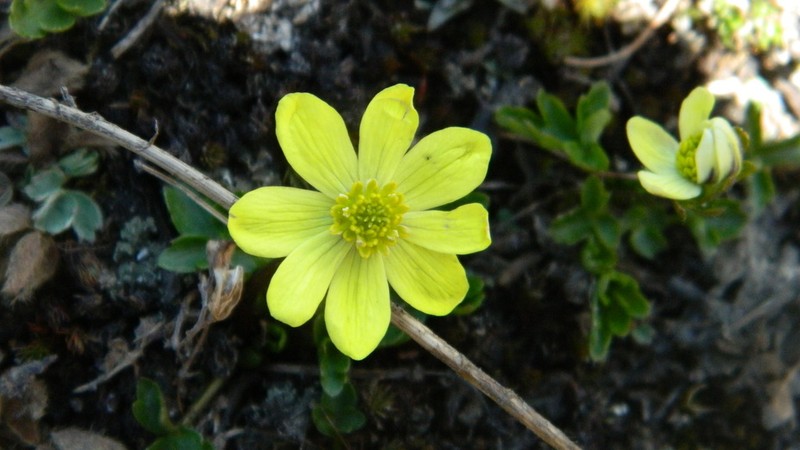 Anemonastrum obtusilobum photo 3
