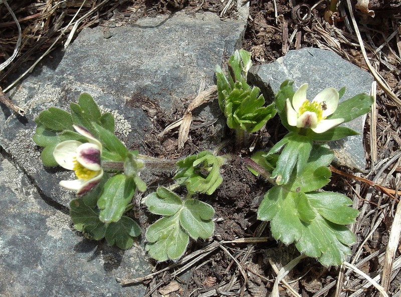 Anemonastrum obtusilobum photo 4