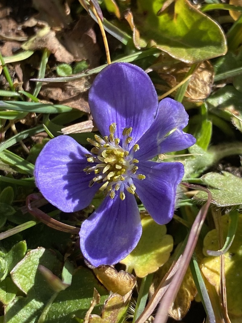 Anemonastrum obtusilobum photo 5