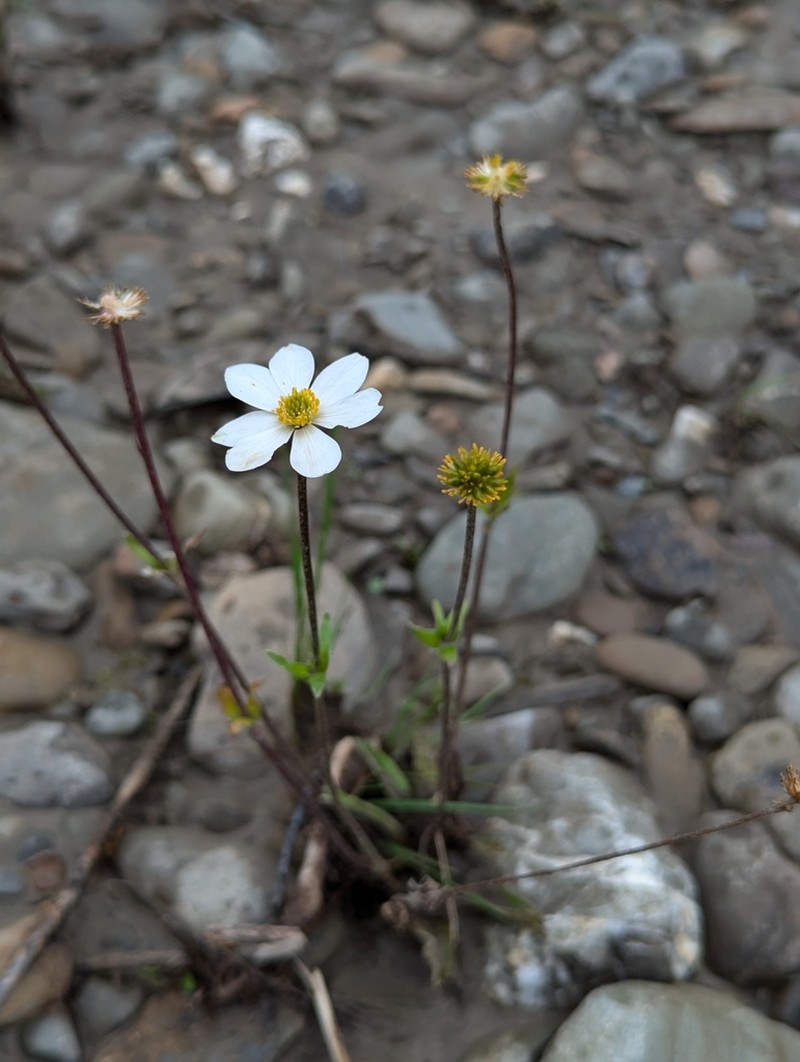 Anemonastrum obtusilobum photo 6