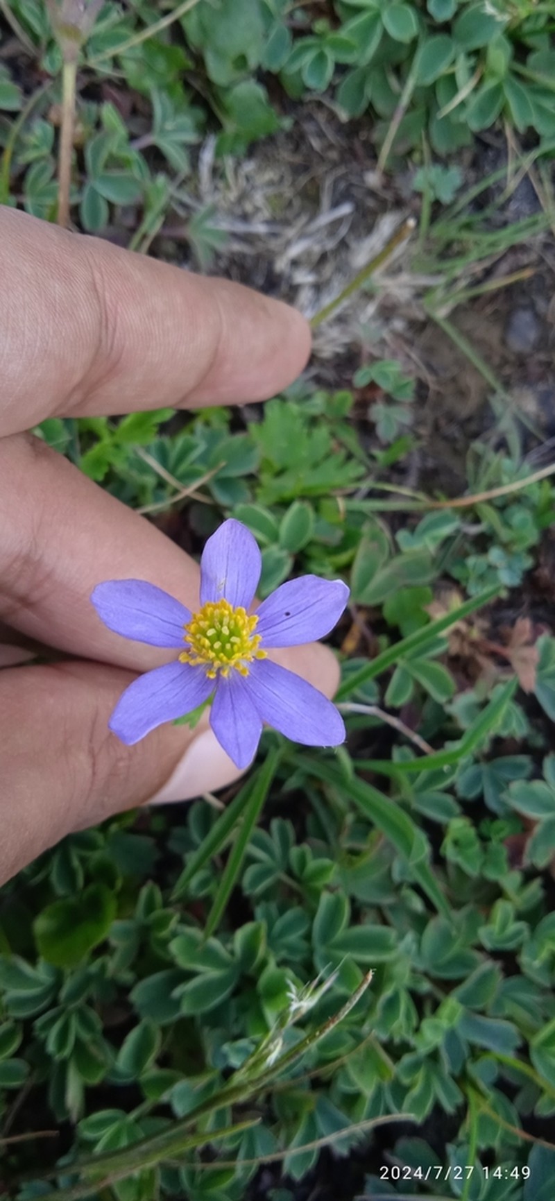 Anemonastrum obtusilobum photo 7