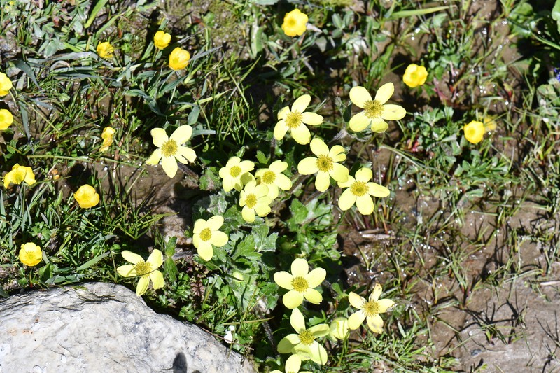 Anemonastrum obtusilobum subsp. obtusilobum