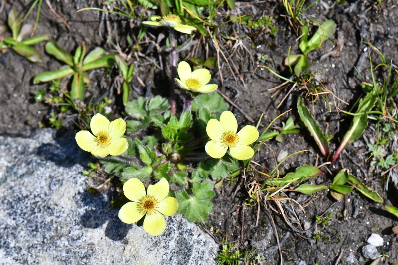 Anemonastrum obtusilobum subsp. obtusilobum photo 2