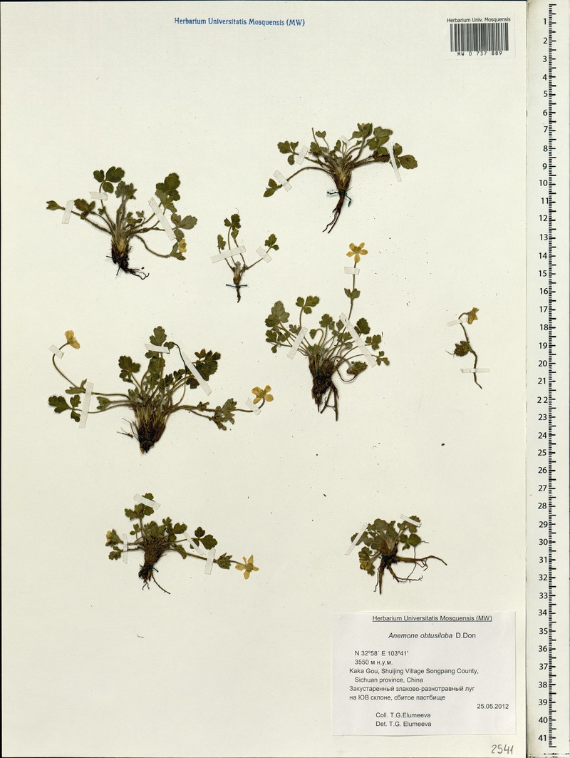 Anemonastrum obtusilobum subsp. obtusilobum photo 3