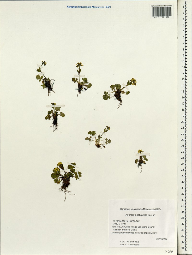 Anemonastrum obtusilobum subsp. obtusilobum photo 4