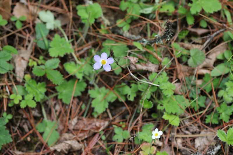 Anemonastrum patulum photo 2
