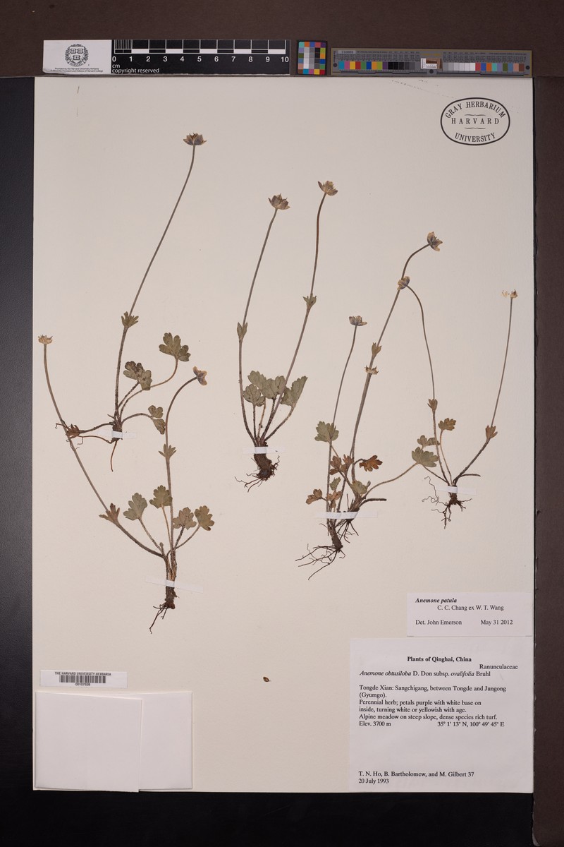Anemonastrum patulum photo 3