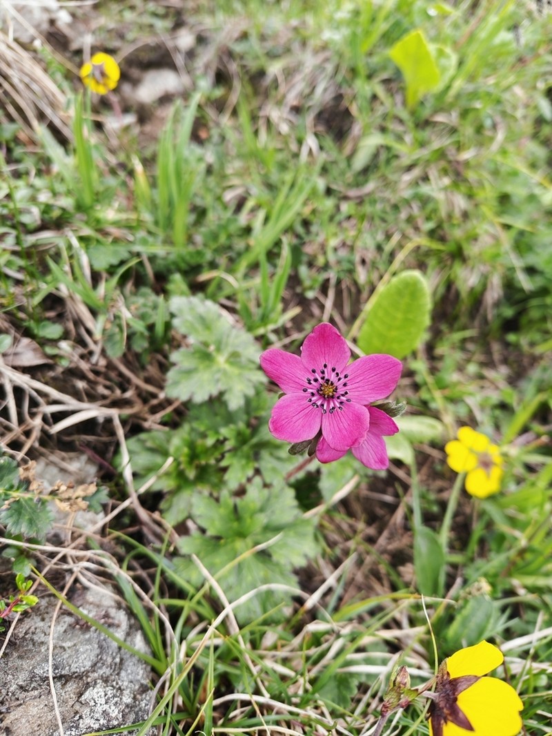 Anemonastrum polyanthes