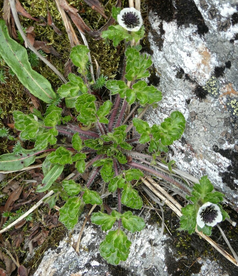 Anemonastrum polycarpum