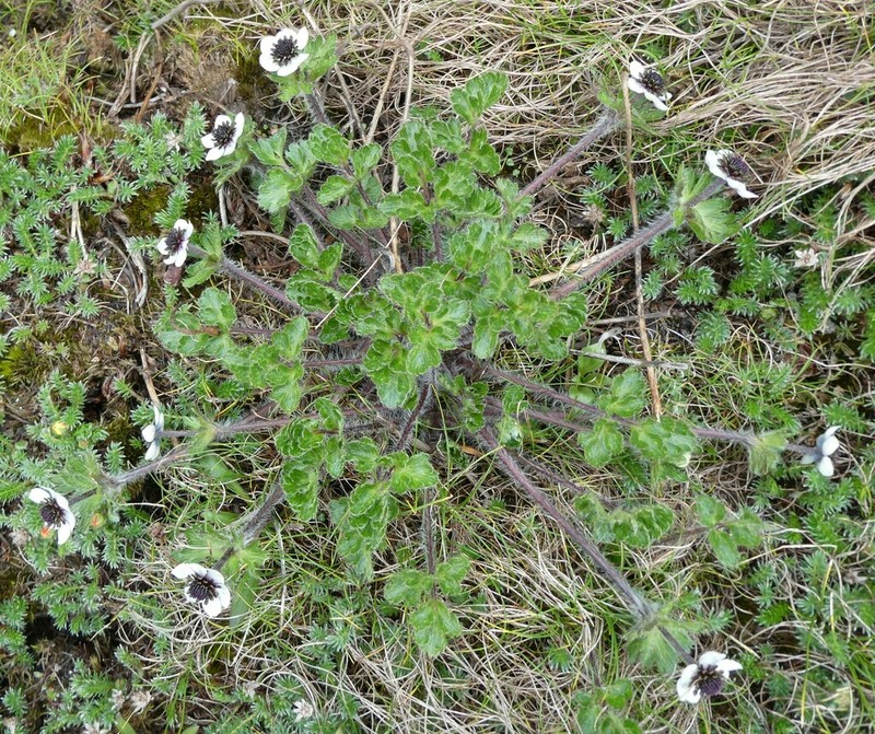 Anemonastrum polycarpum photo 2