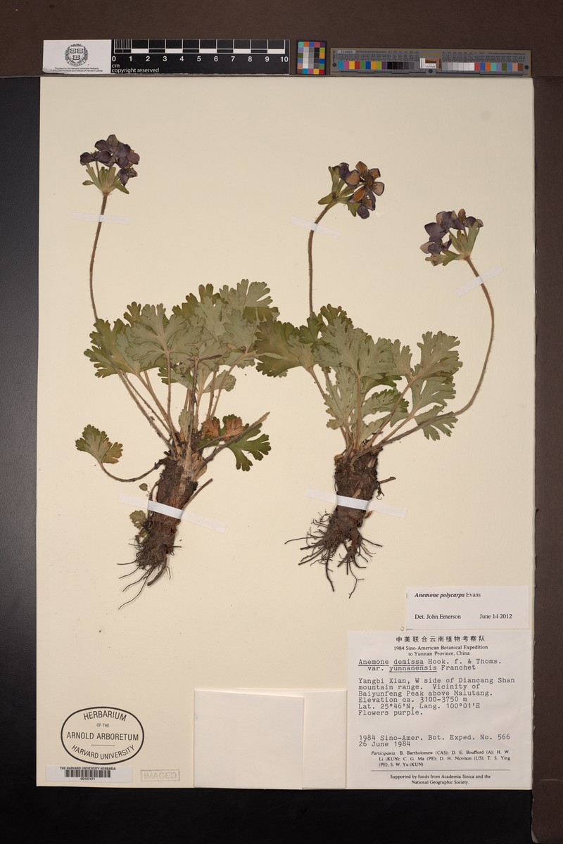 Anemonastrum polycarpum photo 4