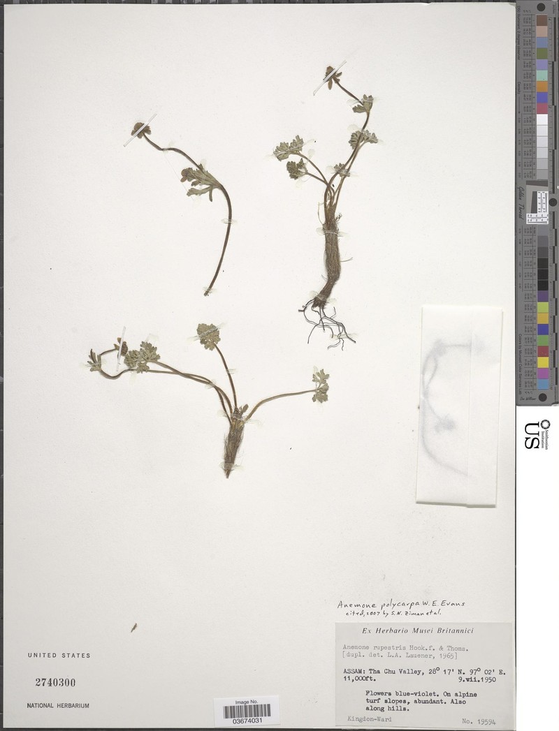 Anemonastrum polycarpum photo 5