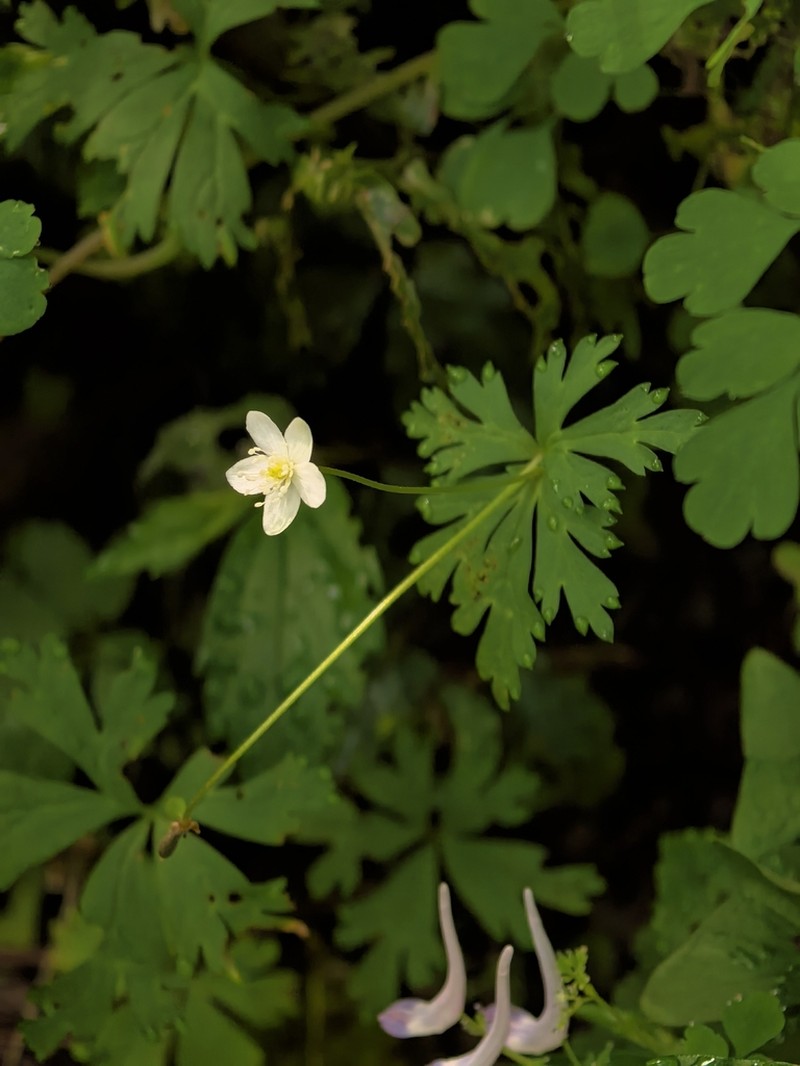 Anemonastrum prattii