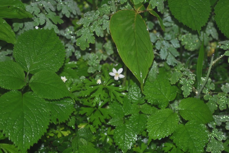 Anemonastrum prattii photo 2