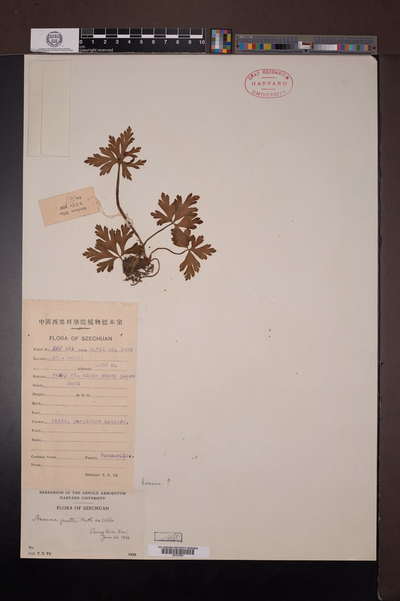 Anemonastrum prattii photo 3