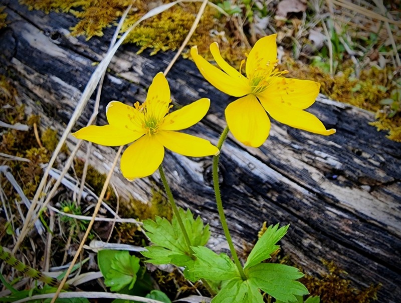 Yellow Thimbleweed