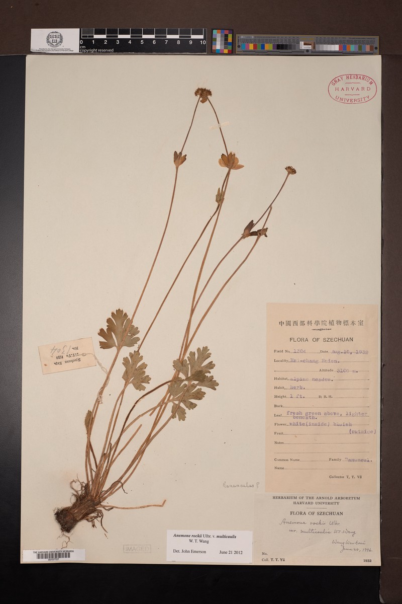 Anemonastrum rockii