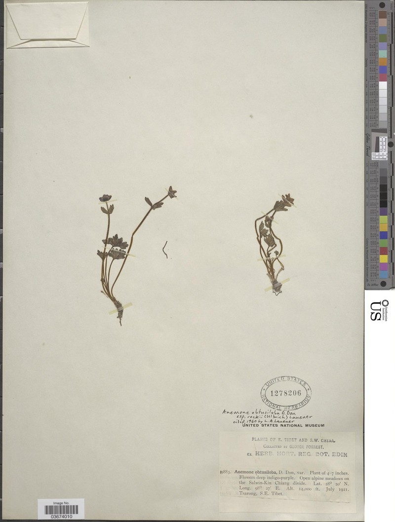 Anemonastrum rockii photo 2