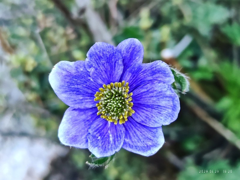 Anemonastrum rupestre