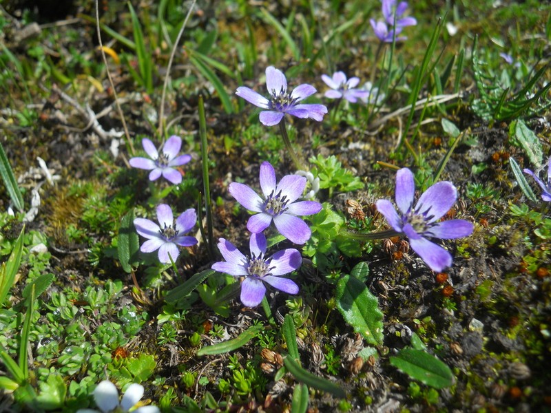 Anemonastrum rupestre photo 2
