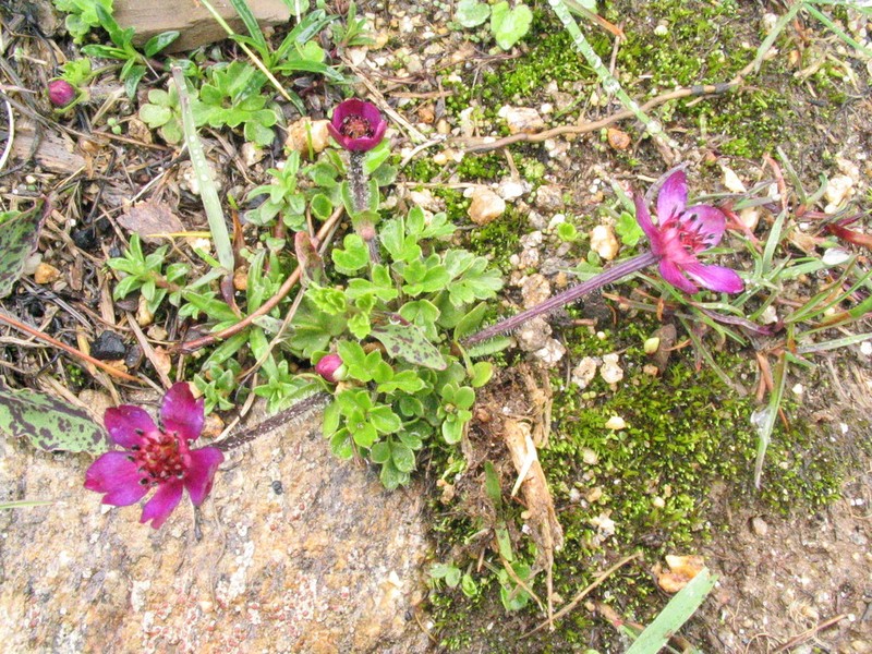 Anemonastrum rupestre photo 4