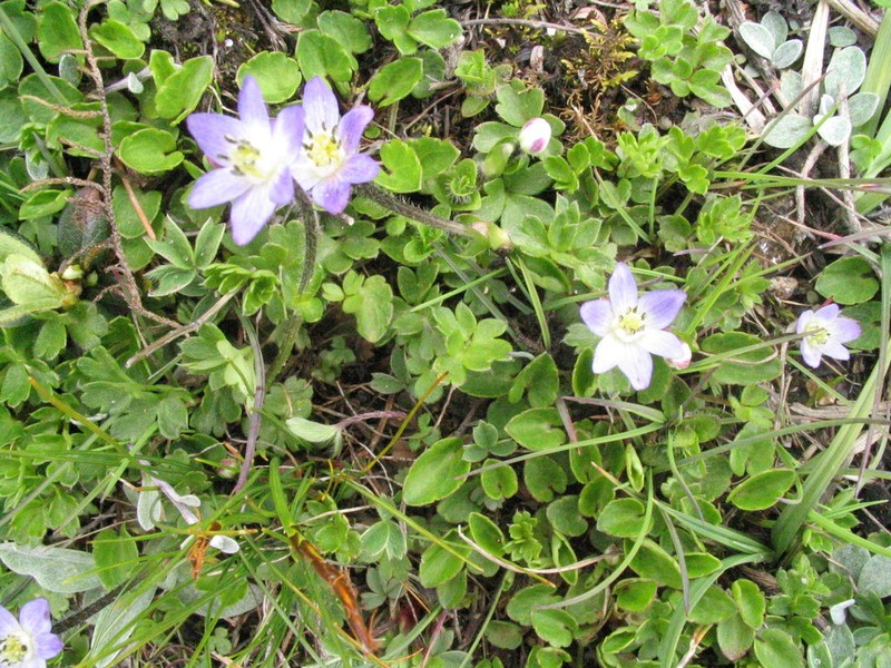 Anemonastrum rupestre photo 5