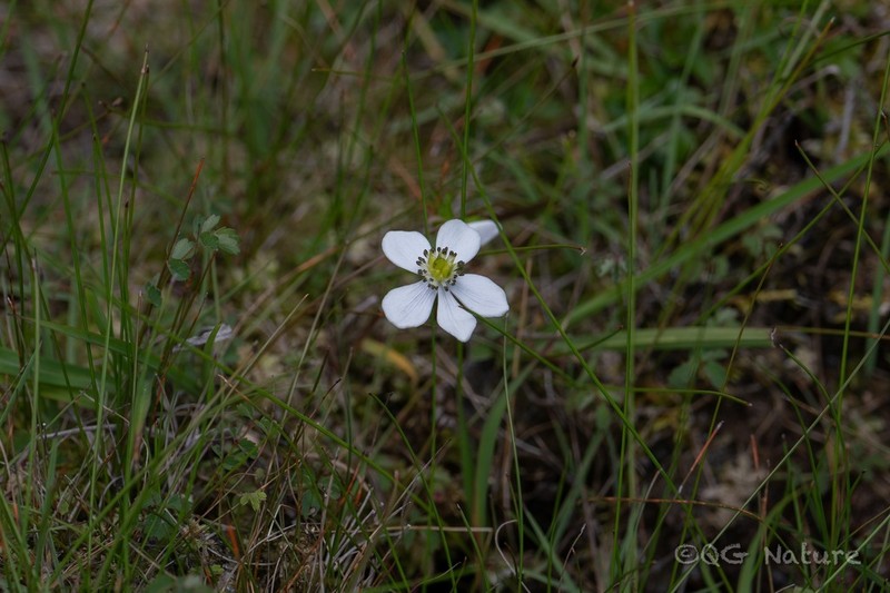 Anemonastrum rupestre photo 6