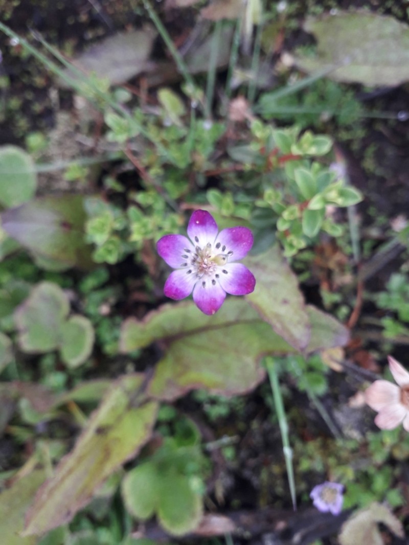 Anemonastrum rupestre photo 8