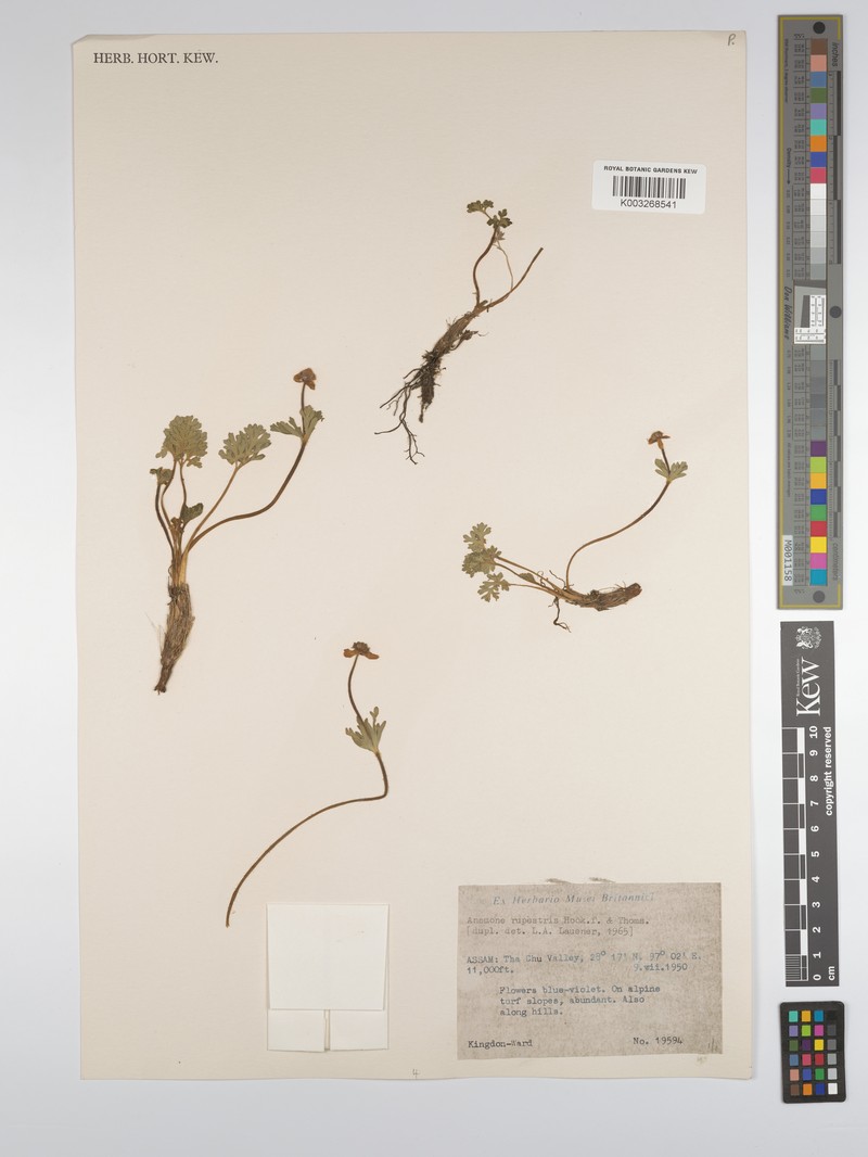 Anemonastrum rupestre subsp. gelidum