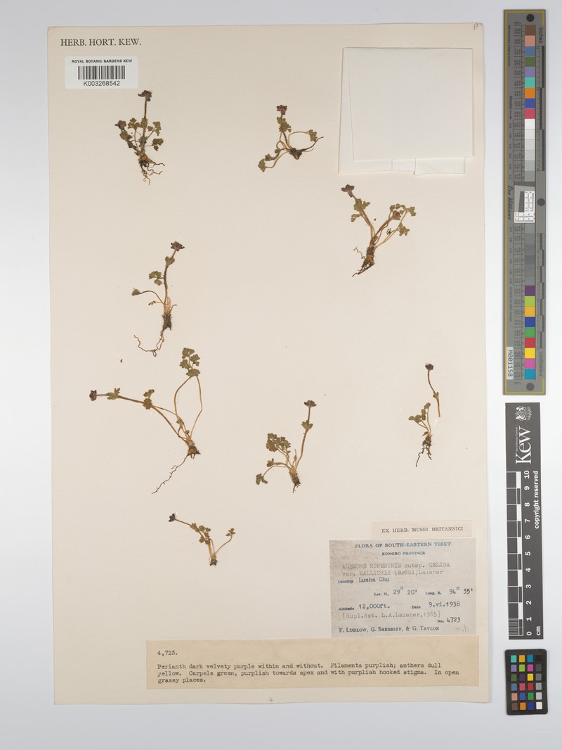 Anemonastrum rupestre subsp. gelidum photo 3