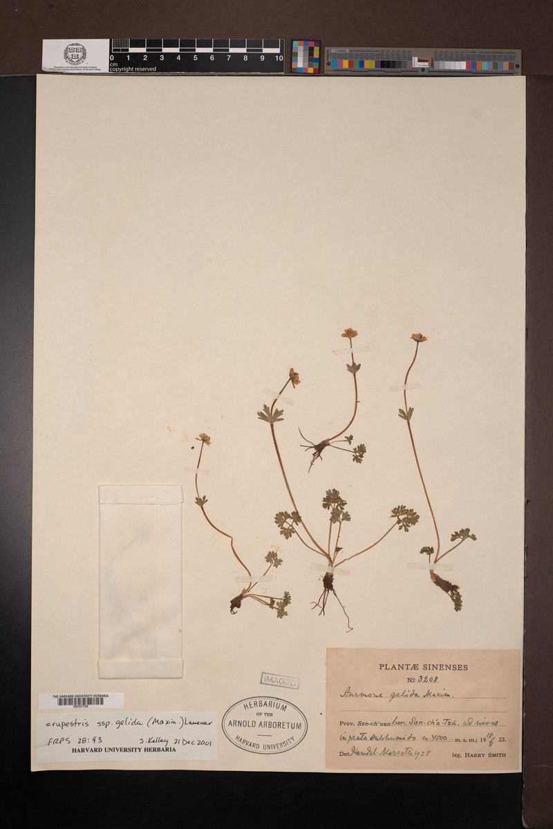 Anemonastrum rupestre subsp. gelidum photo 4