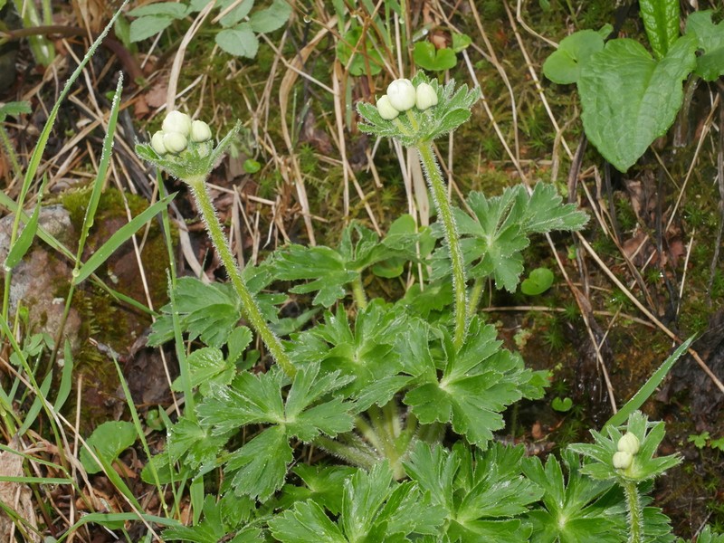 Anemonastrum sachalinense